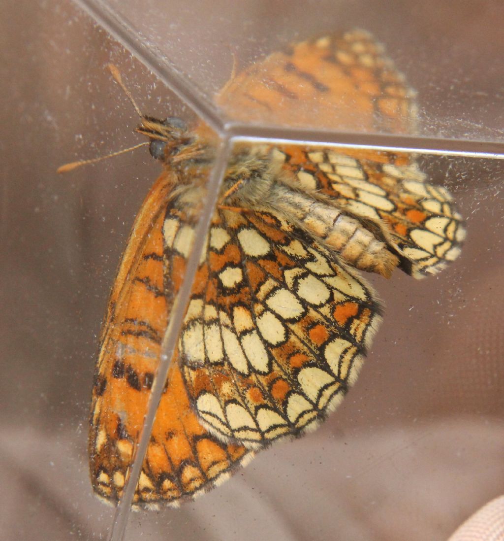 Melitaea celadussa?  S�
